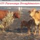 Parawanga Droughtmasters Up date