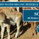 48 VGQ STATION MATED ORGANIC HEIFERS & 14 CALVES