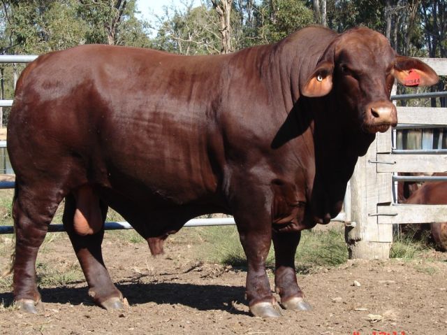 Yulgilbar Santa Gertrudis Sale