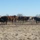 WANTED: 400 REGISTERED GREY BRAHMAN HEIFERS