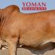 Go to Yoman Brahman Stud RBWS 2023