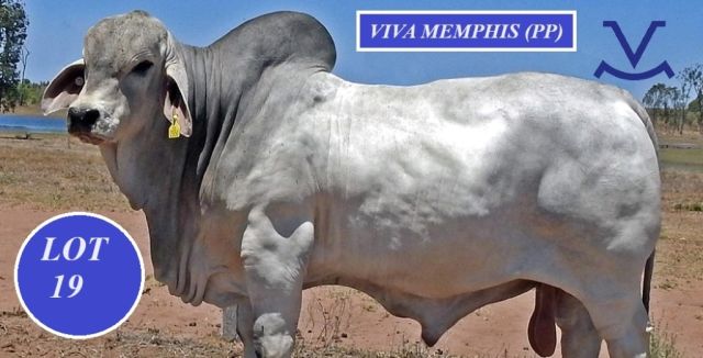 Viva Brahmans Wilangi Sale team.