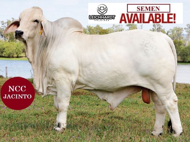 NCC Jacinto. Semen is on the Market.