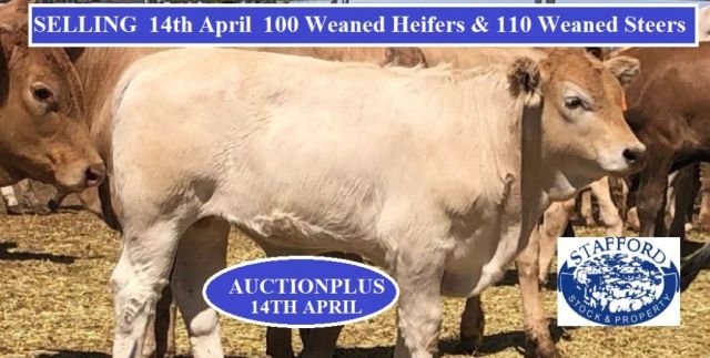  100 Weaned Heifers & 110 Steers Thurs 14th April