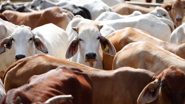 Indonesia's 200,000 and 300,000 head of cattle in the last quarter