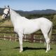 A white horse makes Queensland breeding history