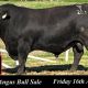 Go to Booroomooka Angus Bull Sale 2024