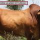 Minlacowie  Droughtmasters (FEB ALL BREEDS 2024)