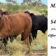 May Downs Sold at auction