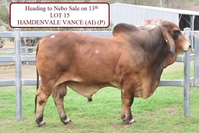 Beef Country Brahman Bull sale at Nebo Friday 13th