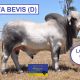 Go to Viva Brahmans
