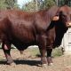 Yulgilbar Santa Gertrudis Sale