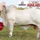 Go to NCC Jacinto. Semen is on the Market.