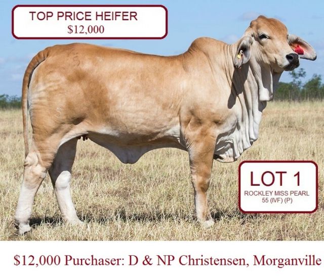 Brahman Congress Female Sale
