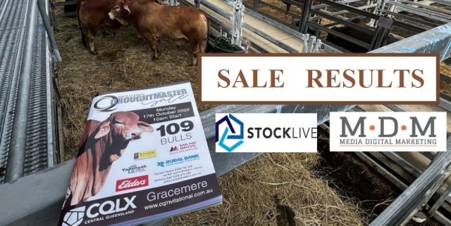 CQ Invitational Droughtmaster 2022 Sale