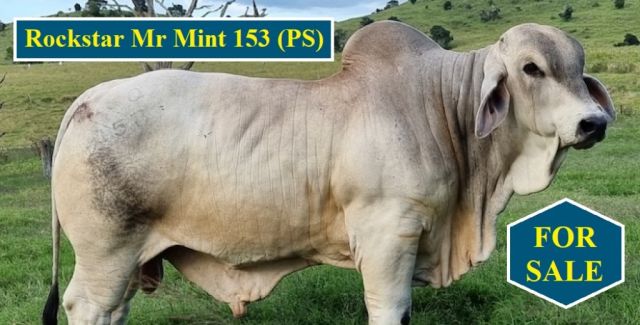 For Sale 2 Bulls