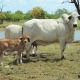 Mooramin Grey Brahman Stud SOLD SOLD SOLD