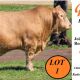 Glenlea Beef  Charolais Bull Sale Roma