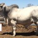 Go to Moongool Charolais/Brahman