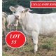 Go to Charnelle Charolais Annual Invitational Sale