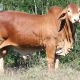 Go to Minlacowie and Wingfield Droughtmasters (CQ SALE BULLS)