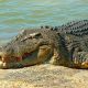 New Plan to float Territory crocodile trade