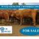 59 VGQ YOUNG PTIC CROSSBRED COWS (FOR SALE)