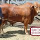 Go to Droughtmasters Top at $54,000 over two days