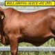 Go to Billabong Droughtmasters (NFS) Females 2024