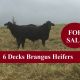 6 Decks Brangus Heifers