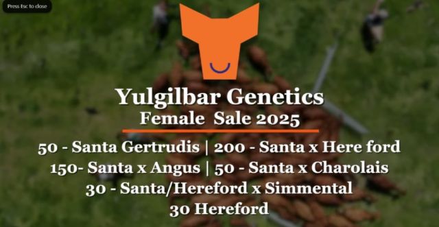 Yulgilbar  Genetics Female Sale 2025...