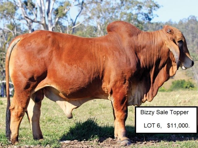 Great Result at the 7th Annual Bizzy Invitational Sale