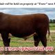 Truro Hereford Spring Sale