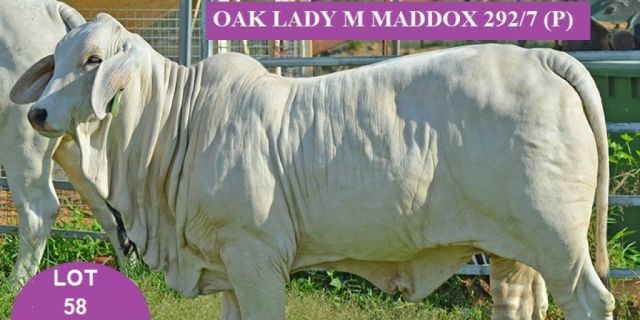 BULLOAK BRAHMAN STUD All Stars Sale 7th April