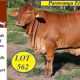 Parawanga Droughtmasters Feb all Breeds