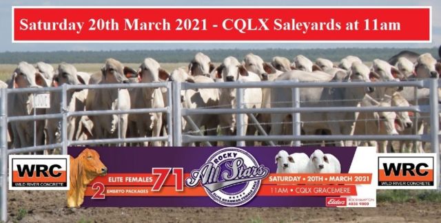 ROCKY ALL STARS ELITE BRAHMAN FEMALE SALE.......