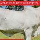 Gympie Female Sale