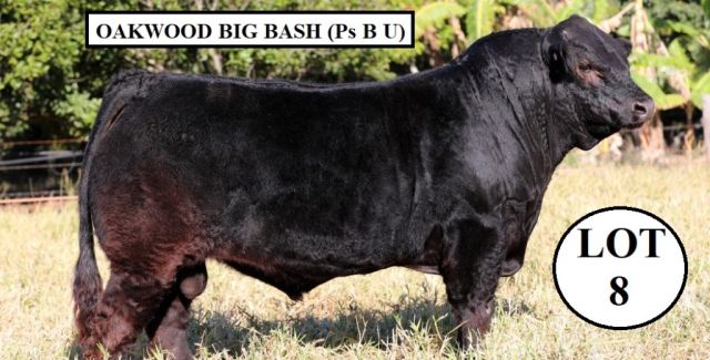 PERFORMANCE LIMOUSIN SALE 2023