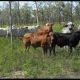 3-4 Decks The best Weaner Steers