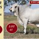 Go to Whitaker Brahman Week Bulls 2024