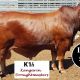 Go to Kangarin Stud Feb All Breeds 2019