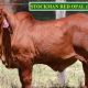 Stockman Reds All Stars Elite Female Sale