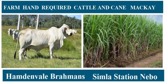 JOB POSITION CATTLE AND CANE FARM HAND