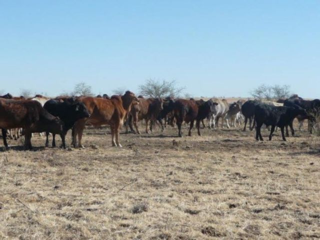 WANTED: 400 REGISTERED GREY BRAHMAN HEIFERS