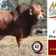 Go to Minlacowie and Wingfield CQ Invitational Droughtmaster Sale 2024