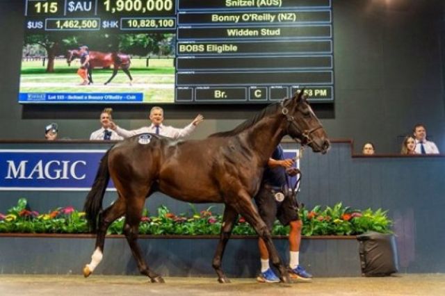 Arrowfield Stud Shines at Gold Coast Sales