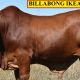 Go to Billabong  Droughtmasters Bulls 2020 (DN)