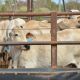 Go to Indonesian cattle quota announced for start of 2016