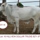 Go to Hillview Brahmans Gympie Female sale