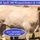 Go to  100 Weaned Heifers & 110 Steers Thurs 14th April